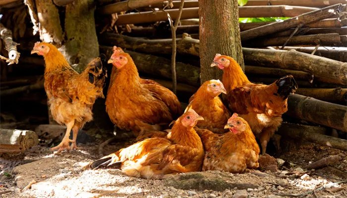 清蒸鸡是什么地方的菜 清蒸鸡是哪个地方的菜