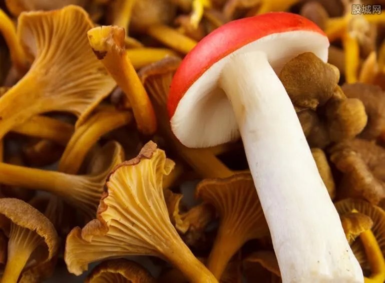 致癌金针菇是怎么回事 什么样的金针菇不能买