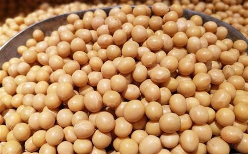 大豆异黄酮能丰胸吗