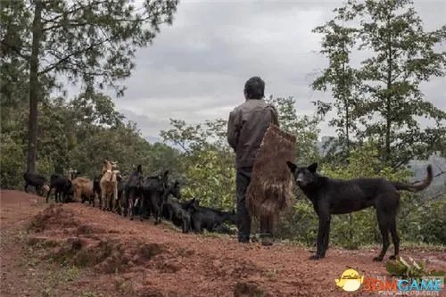 云南村民炖狼惊呆网友 野狼偷鸡遭村民打死吃掉