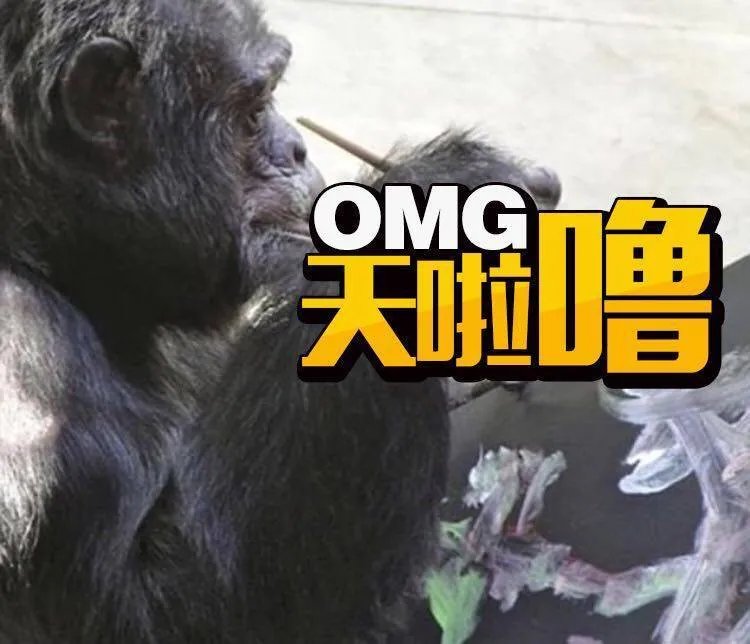 迈克尔杰克逊是如何变白的？