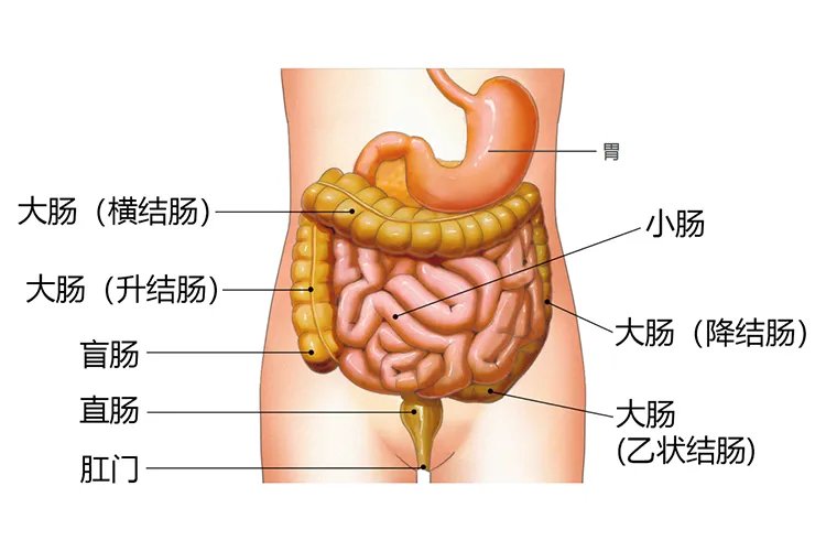 人体胃肠位置图