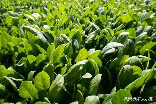 蔬菜供应链有没有人做？