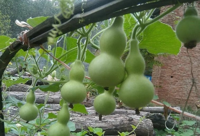 中国葫芦第一村 村民种葫芦每亩竟赚上万元