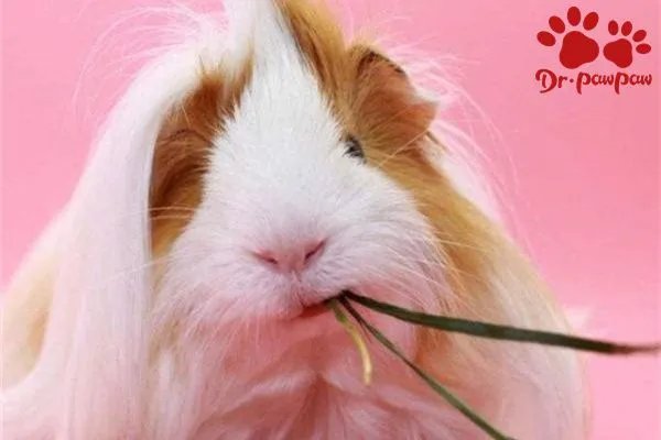 天竺鼠怀孕的表现