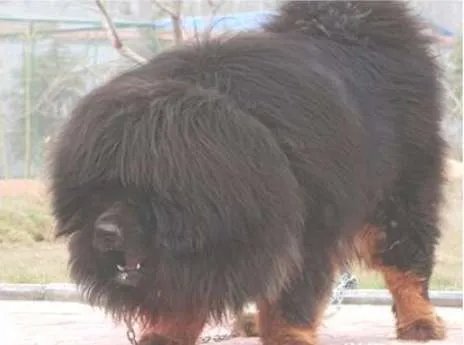 世界上最大的藏獒王——巨獒比尔