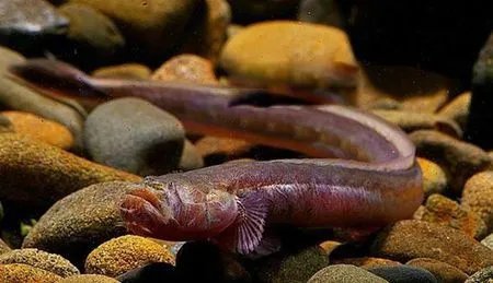 红狼牙鰕虎鱼能吃吗有毒吗 营养价值怎样