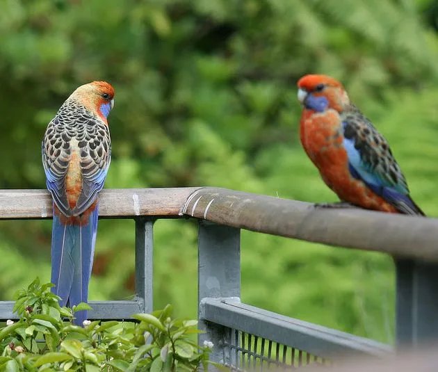 阿得雷德玫瑰鹦鹉的外形特征