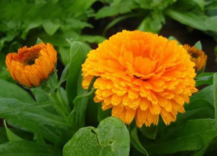 金盏菊的功效与作用