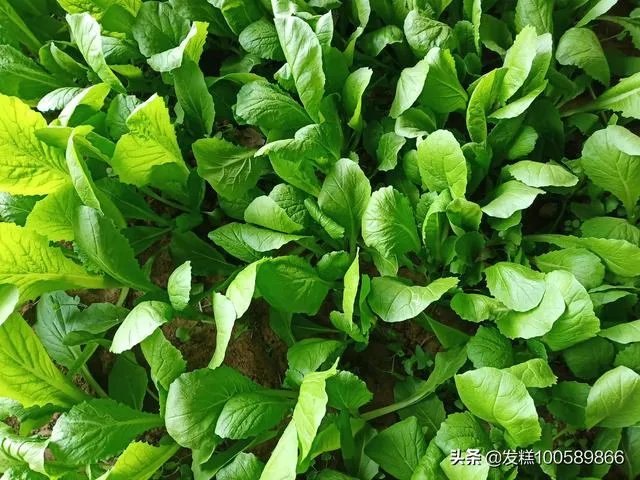 蔬菜供应链有没有人做？