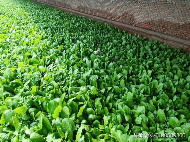 蔬菜供应链有没有人做？