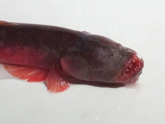 红狼牙鰕虎鱼能吃吗有毒吗 营养价值怎样