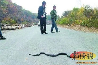 全球离奇事件大揭秘 遛蛇哥当街遛蛇究竟何人