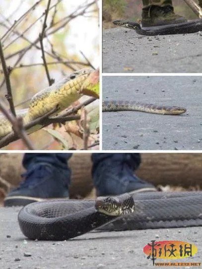 全球离奇事件大揭秘 遛蛇哥当街遛蛇究竟何人