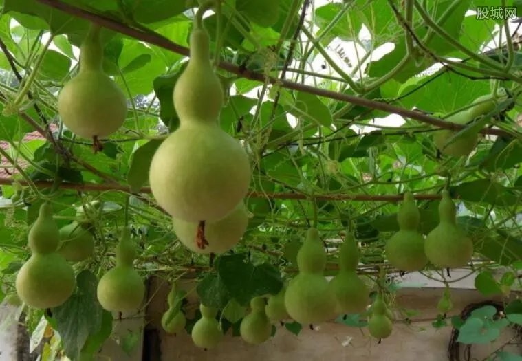 中国葫芦第一村 村民种葫芦每亩竟赚上万元