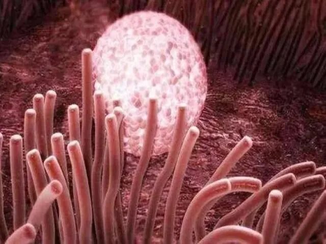 试管助孕技术中供胚胎移植试管婴儿是怎么回事？