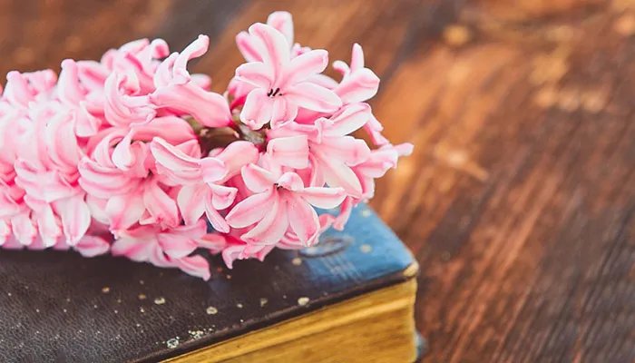 风信子的养殖方法和注意事项 风信子的养殖方法和注意事项有哪些