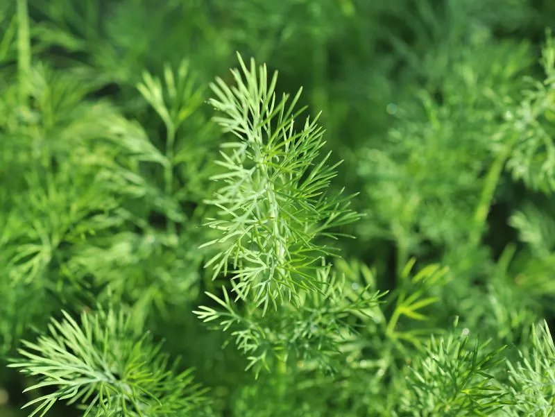 山蜜草的功效与作用