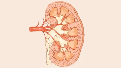 肾上腺素激增是什么意思