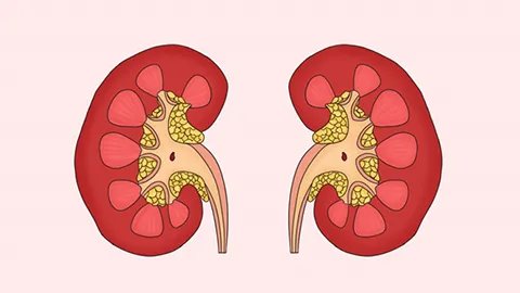 做肾部保养的好处有哪些