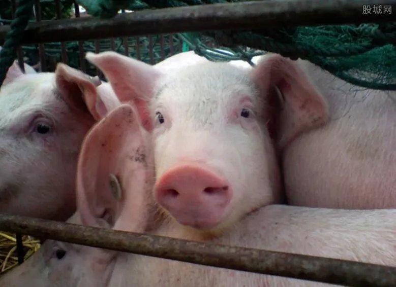 母猪产下8名男婴是真的吗 胡编乱造的荒诞之事