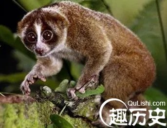 北京酒店出现懒猴 一级保护动物变宠物