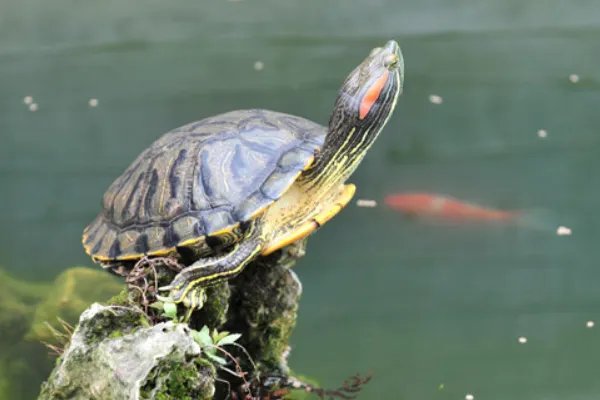 买草龟还是巴西龟