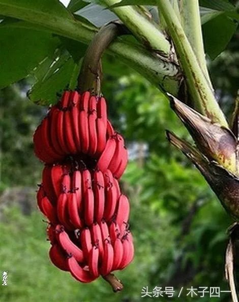 “架上丝瓜酷如吊”，难倒苏东坡的上联，谁能对出下联？