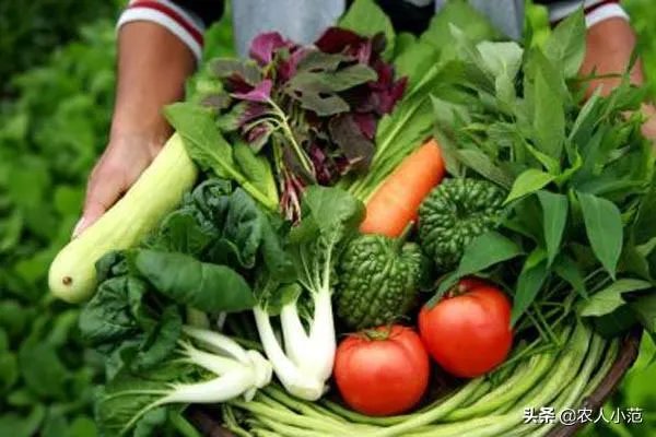 蔬菜供应链有没有人做？