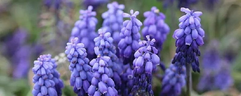 风信子的养殖方法和注意事项 风信子的养殖方法和注意事项有哪些