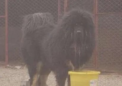 世界上最大的藏獒王——巨獒比尔