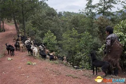 云南村民炖狼惊呆网友 野狼偷鸡遭村民打死吃掉