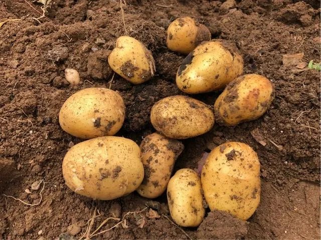 蔬菜供应链有没有人做？