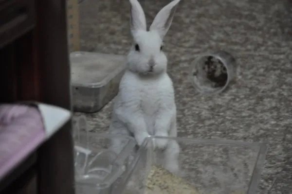 宠物兔和肉兔