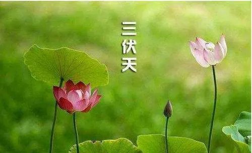 今年头伏是哪一天