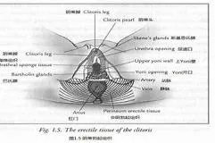 女性阴蒂正确位置全身图