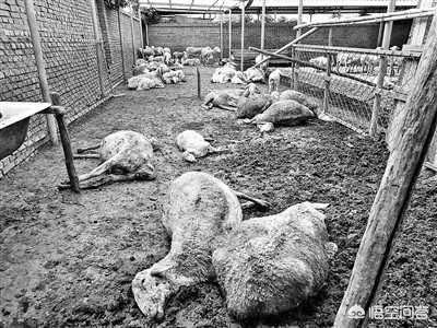 你如何看待““大葱毒死羊”案两名种植户获刑