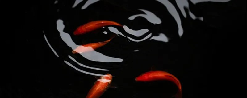 支付宝锦鲤什么意思 支付宝锦鲤是什么意思