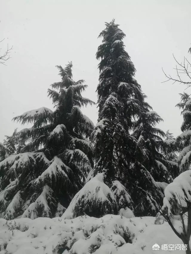 苍井空结婚，你怎么看待爱情？