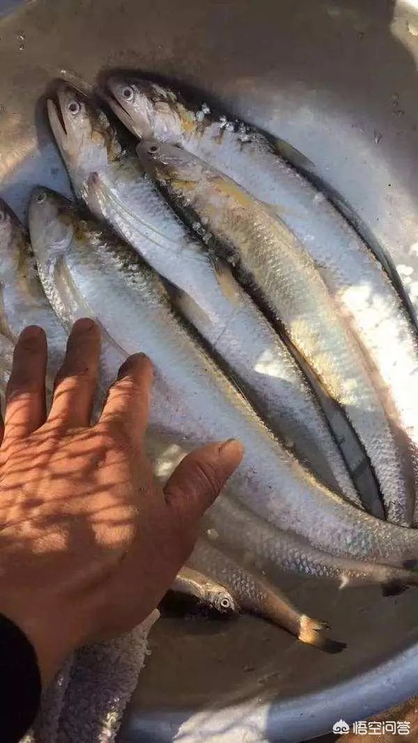 长江刀鱼养殖已经成功几年了,为什么有人说在市场上没有见到?