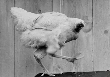 被砍掉头的公鸡为何仍能存活18个月而不死？