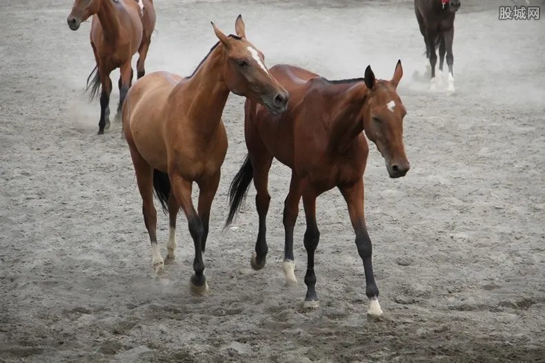 骑马接儿子放学 现在一匹马价格多少钱