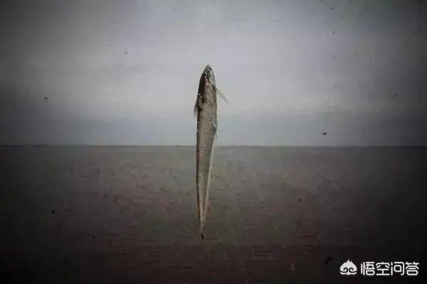 长江刀鱼养殖已经成功几年了，为什么有人说在市场上没有见到？