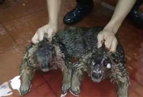 水猴子水鬼到底长什么样 真实水猴子水鬼图片