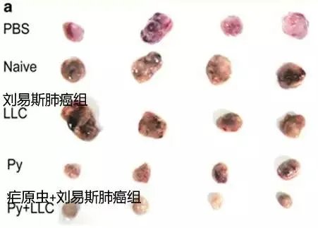 “疟原虫抗癌”真的靠谱吗？