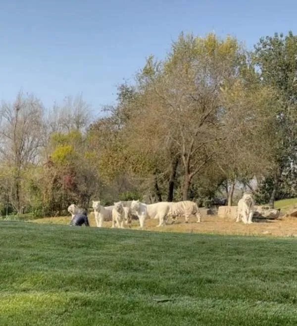 北京野生动物园有游客下车冲向虎群一事引发关注，该游客到底有何目的？