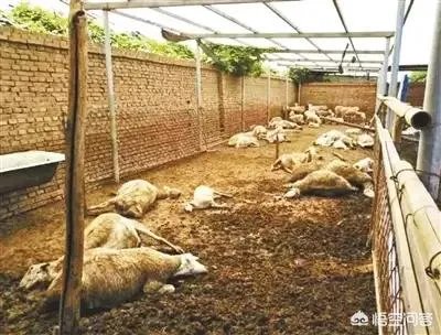 你如何看待““大葱毒死羊”案两名种植户获刑