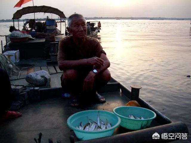 长江刀鱼养殖已经成功几年了,为什么有人说在市场上没有见到?