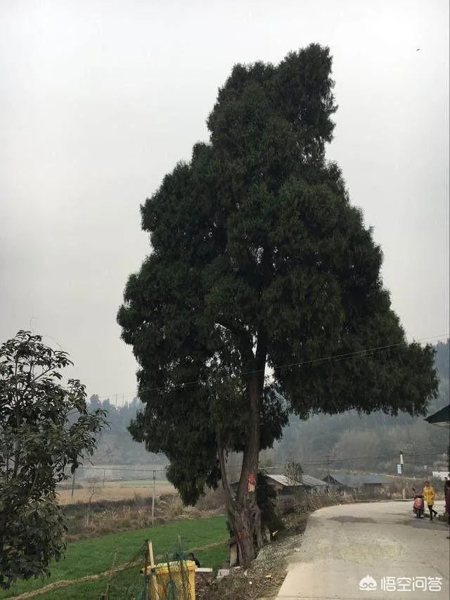 杭州有棵2015岁古柏，被好多人认做干爹，你怎么看？