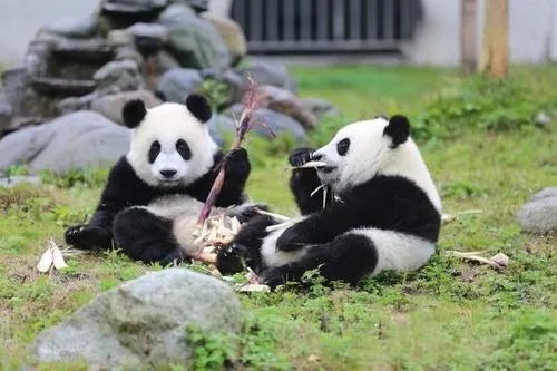 韩国真的有发现大熊猫的化石吗？